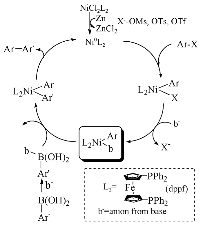 图式 1 ni催化的suzuki偶联反应可能机理