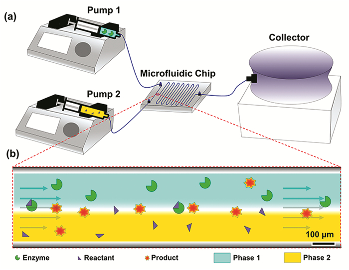 2(a 微流体反应器系统(b)微通道中的反应体系