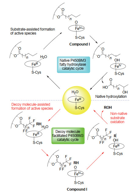 细胞色素p450酶催化的烷烃选择性羟化