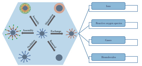 Progress In The Application Of Rare Earth Doped Upconversion Nanoprobes