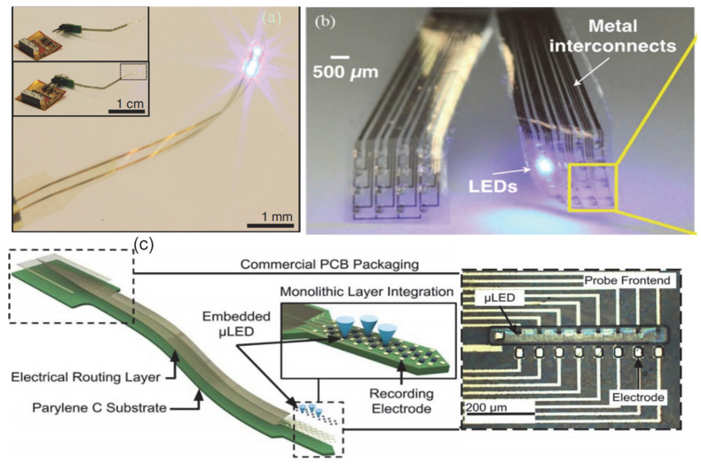 (a 多功能柔性光电极 50(b)透明柔性μled光电极 52(c)