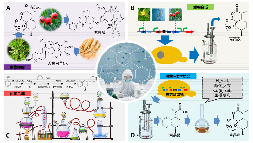 植物天然化合物的人工合成之路