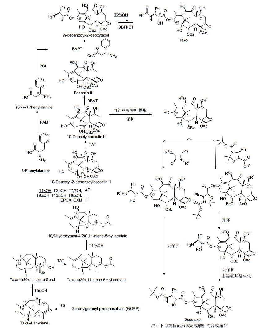 紫杉醇的生物合成途径及类似物多西他赛的半合成现状