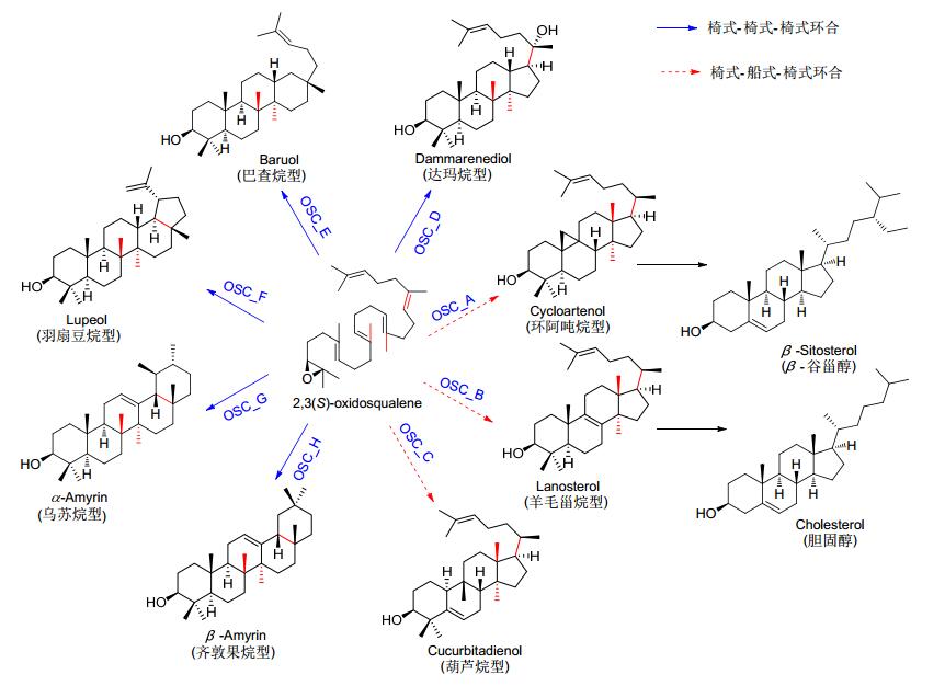 2, 3( s)-环氧角鲨烯在不同的环化酶osc作用下形成不同的