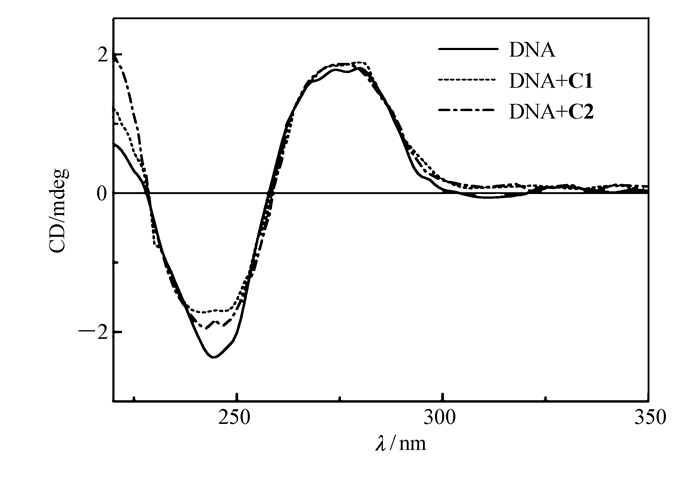 配合物 c1, c2与 ct-dna相互作用的圆二色光谱图