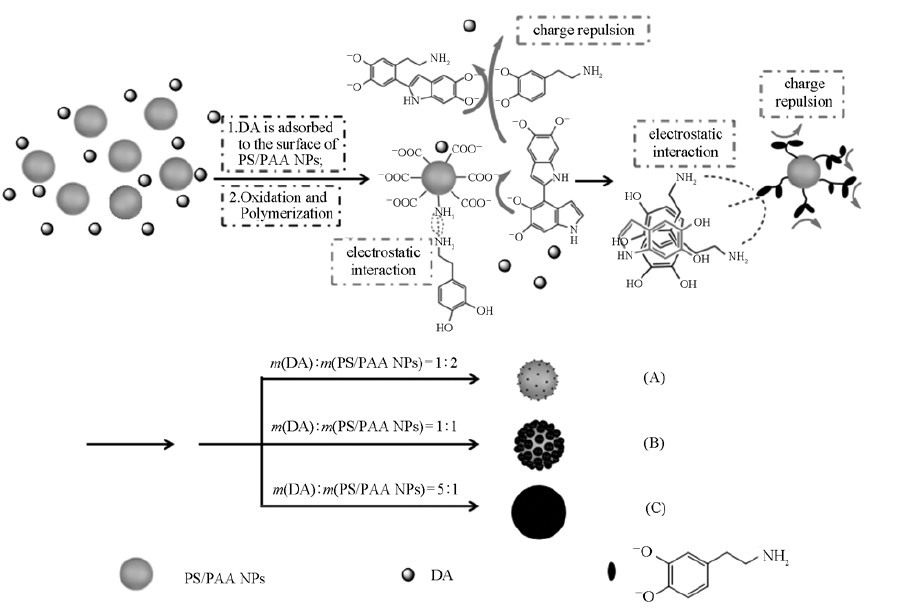 聚多巴胺在强负电型微球表面的形貌调控